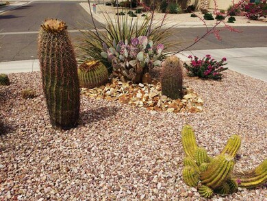 Beautiful Cactus in Front Yard