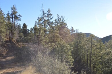 Ponderosa Pines