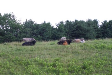 71 Acres Knobbs Road
