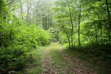 Property offers Pine and Mixed Hardwoods