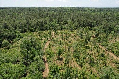 Drone / aerial view of a forest