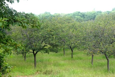 trees 1