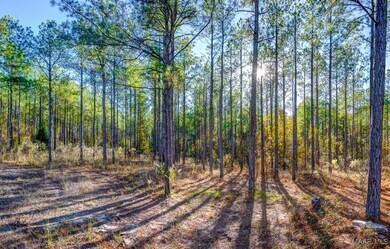 69 Highway 80 Rd, Auburn, AL 36830 - photo 4