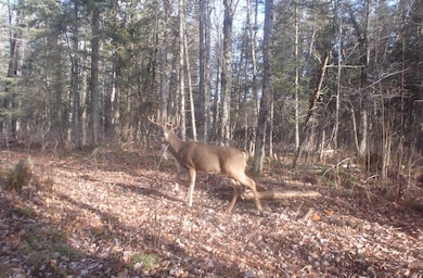 0 Fire Lane Rd, Evergreen, WI 54491 - photo 2