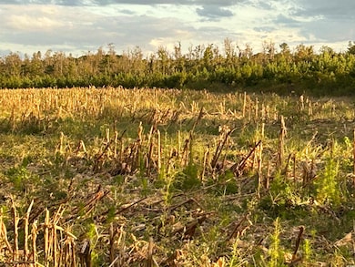 0 Fc Cox Rd, Hemingway, SC 29554 - photo 3