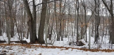 Trees at back of yard toward Wetland