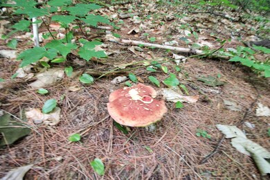 20 Fairgrounds Rd, Plymouth, NH 03264 - photo 7