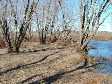 Silver maple along Sunkhaze Stream