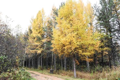 View of landscape with a wooded view