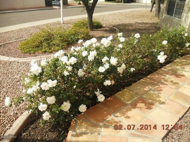 Blooming roses to greet you!
