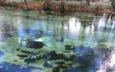 27822 23rd Place, Branford, FL 32008 - photo 4