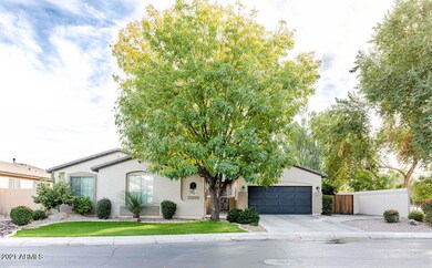 Shamel Ash Tree