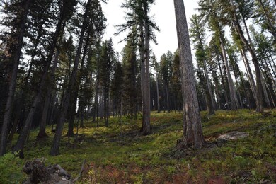 951 Wolverine Dr, Seeley Lake, MT 59868 - photo 7