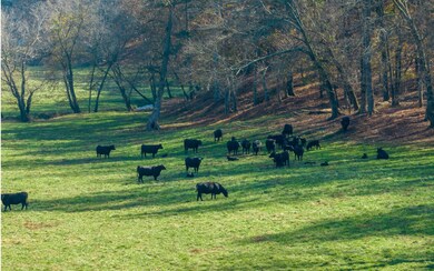 2453 Flat Branch Rd, Ellijay, GA 30540 - photo 4