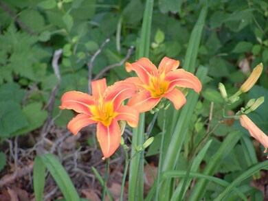 WWFlower0604_2
