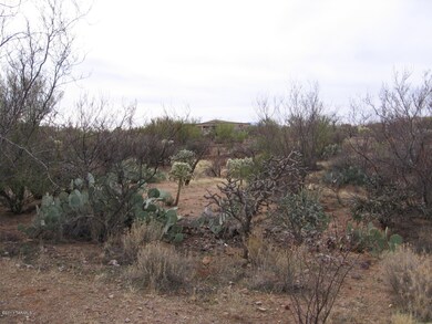 Coyote 4