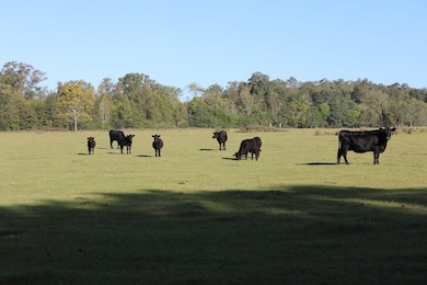 6514 Newton Hwy, Colquitt, GA 39837 - photo 2