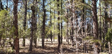 1300 S Jimson Loop