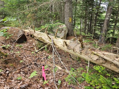 Corner pin at assumed Southeast corner b
