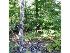 Lot 2 Gordon Hill Rd, New Hampton, NH 03256 - photo 6