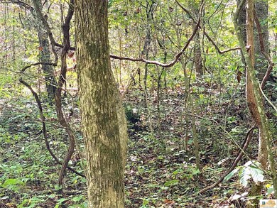 4.18 AC Cape Rd, Jamestown, KY 42629 - photo 3