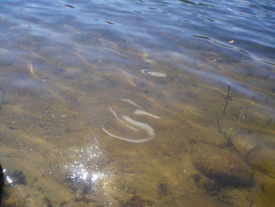 Sandy shoreline.