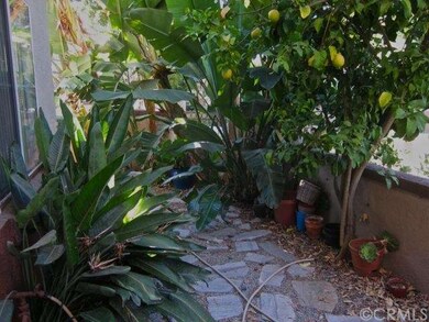 Lemon tree on property