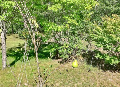 pear tree