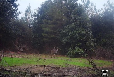 350 Walker Gravel Pit Rd, Dry Prong, LA 71423 - photo 7