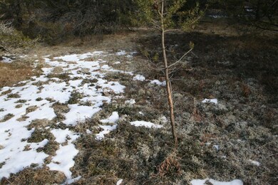 Deer Sign