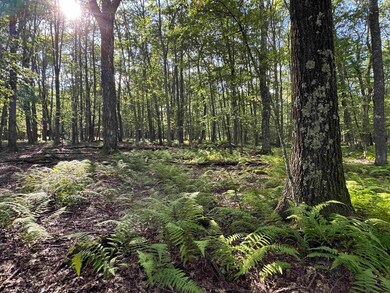 Lots 41 and 42 Daylily Ct, Terra Alta, WV 26764 - photo 5