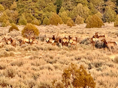 0 Hwy 96 and 595, Regina, NM 87017 - photo 2