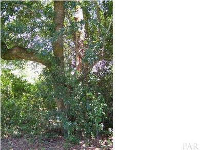 Oak tree at Southwest boundry of property