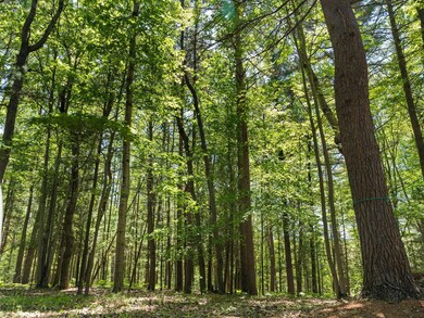Towering hardwood trees