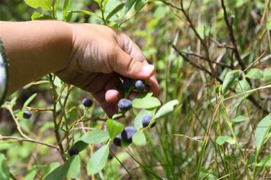 8863 Wallace Creek Rd, Clinton, MT 59825 - photo 5