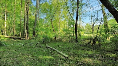 View of local wilderness