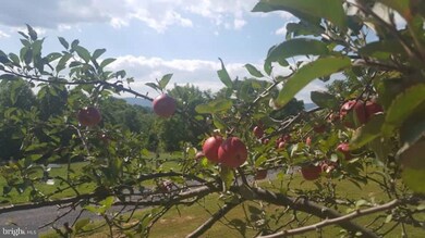 279 Timberland Place, Bentonville, VA 22610 - photo 5