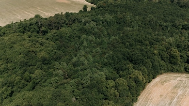 0 Us Hwy 19n Palmer Rd, Meigs, GA 31765 - photo 7