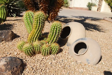 FRONT YARD CACTUS