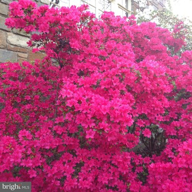 3528 Albemarle St NW, Washington, DC 20008 - photo 3