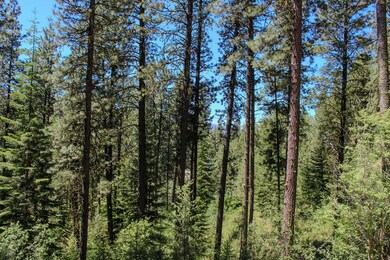 Many Varieties of Trees