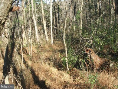 0 Deer Rapids Rd unit VASH113976, Strasburg, VA 22657 - photo 3