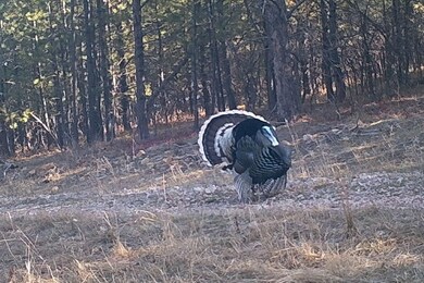 336 Middle Frk Rd, Devils Tower, WY 82714 - photo 7