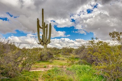 Majestic Saguaros!!