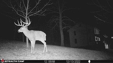 Buck taken on trail camera in the yard