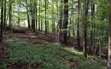 Additional View