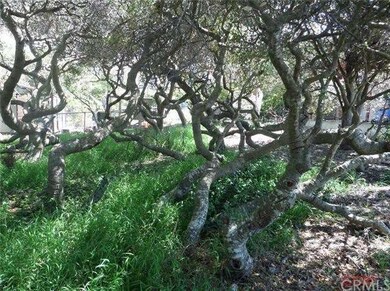 Magical Pygmy Oak forest provides privacy between 