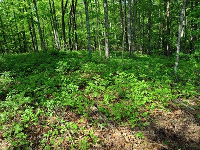 Abundance of Wild Blueberry bushes!
