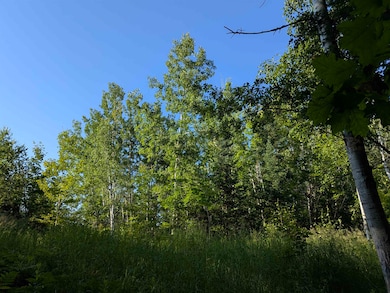 View of local wilderness