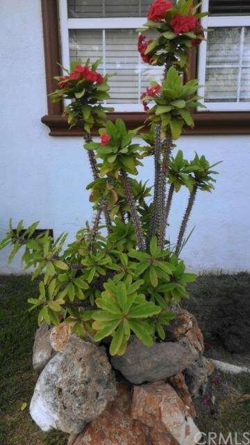 Tropical Plant
